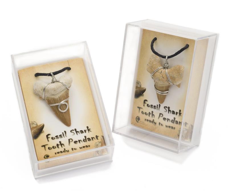 Shark Tooth Pendant