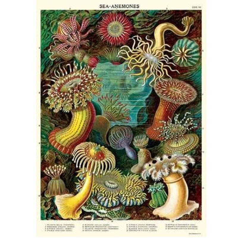 Sea Anemones Poster
