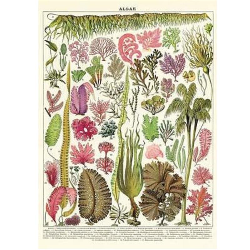 Algae Poster