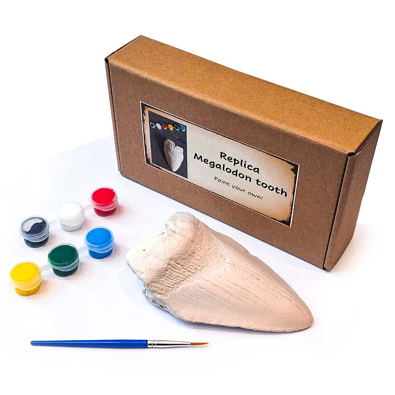 Paint Your Own Megaladon Tooth Craft Set