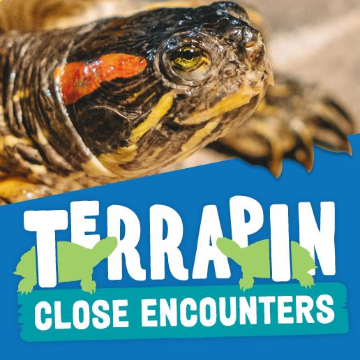 Terrapin Encounter