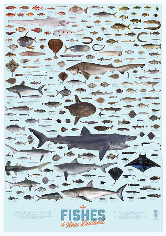 The Fishes of New Zealand Poster