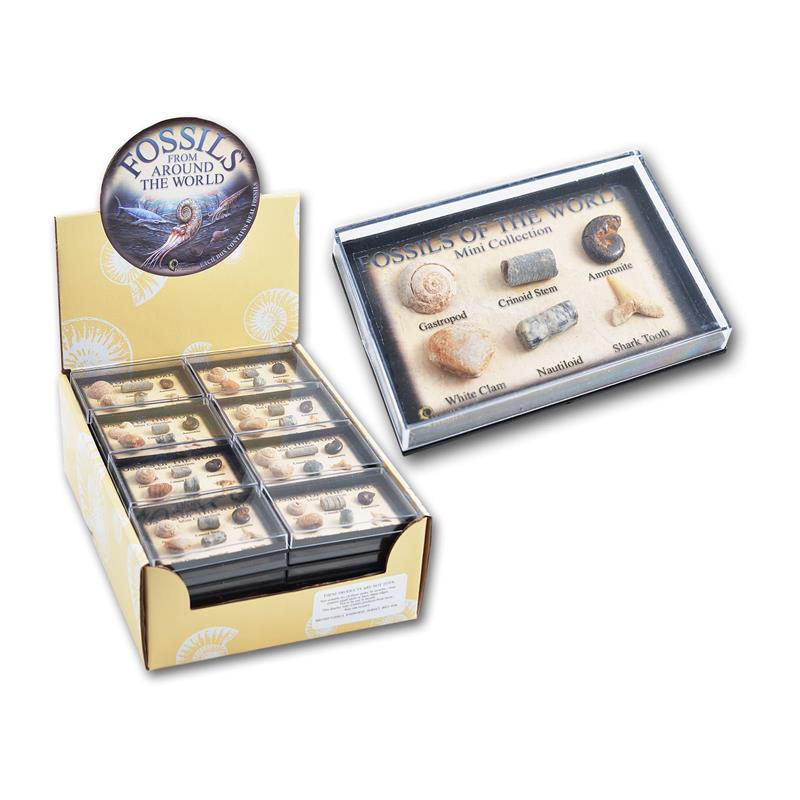 SN Mini Fossil Chart Box