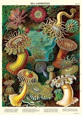 Sea Anemones Poster