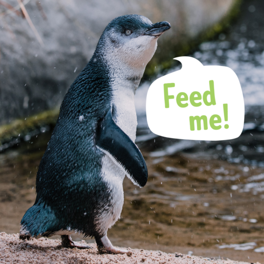 Little Penguin Encounters